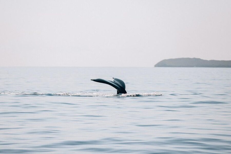 Maui: Morning Sail with the Whales Ma'alaea - Who will enjoy this morning sail most