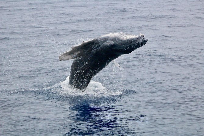 Maui Premium Sunset Dinner Cruise & Whale Watch - Leaving Ma‘alaea Harbor for an evening on the Pacific