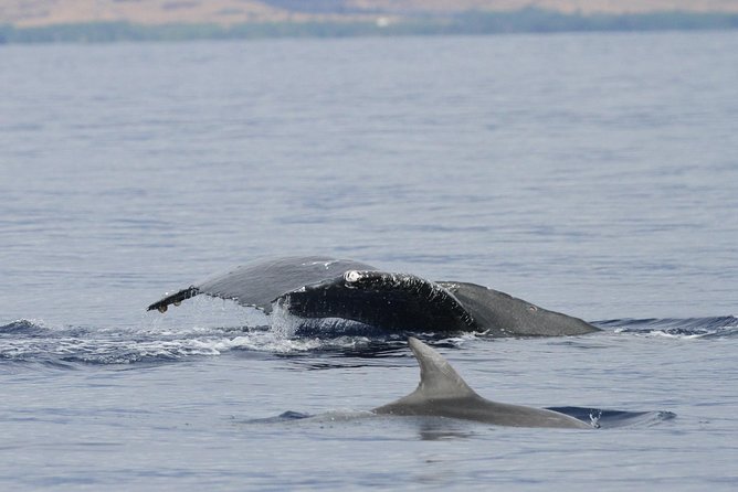 Maui Premium Sunset Dinner Cruise & Whale Watch - Sunset views toward Lana‘i and Moloka‘i