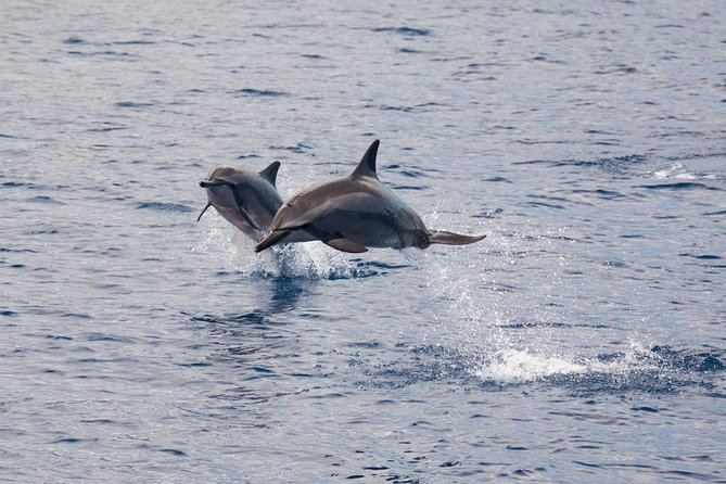 Maui Premium Sunset Dinner Cruise & Whale Watch - Who will get the most from this Maui evening