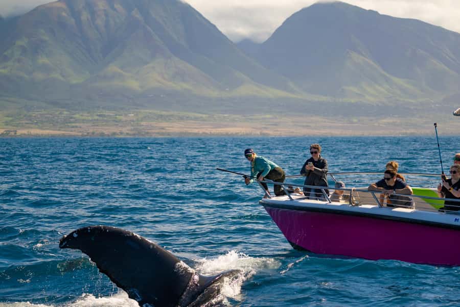 Maui: Sunrise Whale Watch - Starting early in Maui’s whale waters