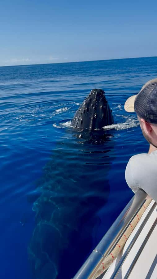 Maui: Sunrise Whale Watch - A quick boat with a limited capacity