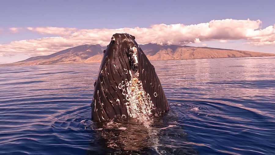 Maui: Sunrise Whale Watch - Looking for whales in the open water