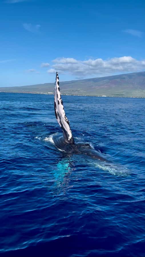 Maui: Sunrise Whale Watch - Five island views from the boat