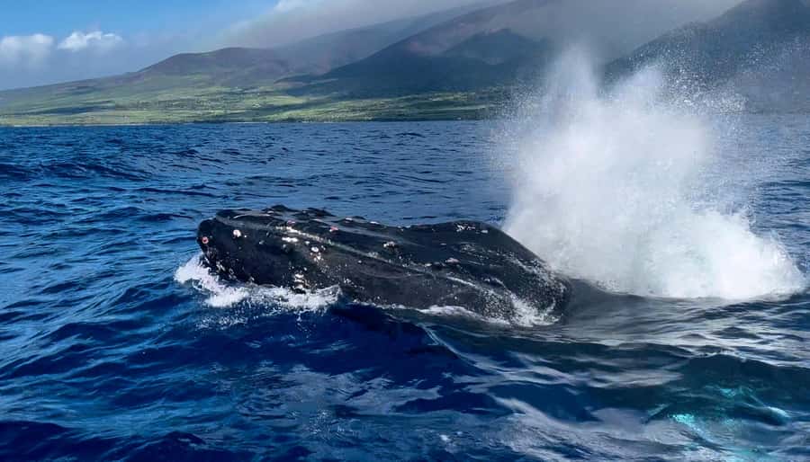Maui: Sunrise Whale Watch - Who should book this whale watch