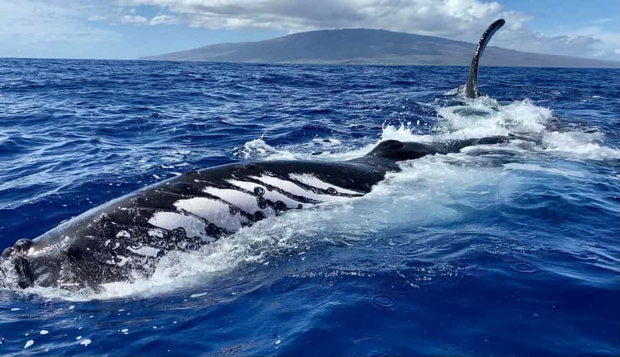 Maui: Sunrise Whale Watch - Finding the boat at Mala