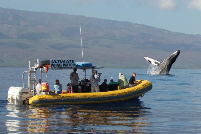 Maui: Ultimate Whale Watch from Lahaina - Five things to know before booking
