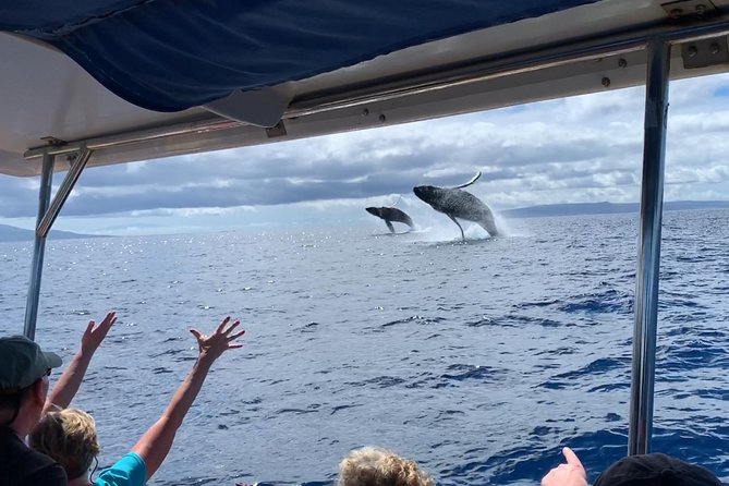 Maui: Ultimate Whale Watch from Lahaina - Lahaina Harbor is the launch point