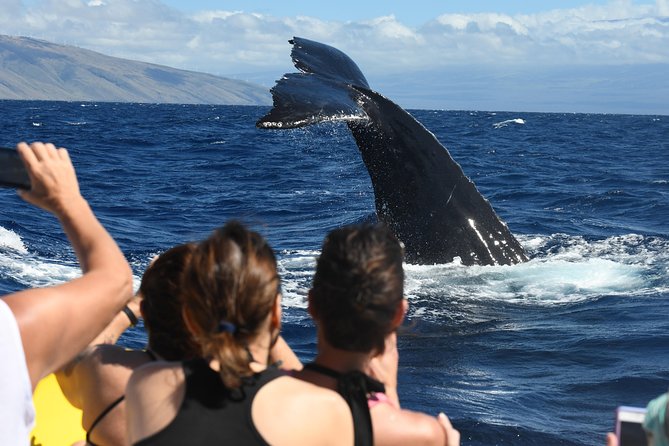 Maui: Ultimate Whale Watch from Lahaina - The whale search from Lahaina