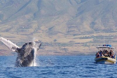 Maui: Ultimate Whale Watch from Lahaina
