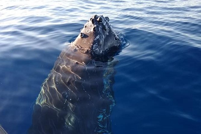 Maui: Ultimate Whale Watch from Lahaina - Whale songs through the hydrophone