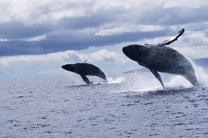 Maui: Ultimate Whale Watch from Lahaina - Dolphins are a welcome extra