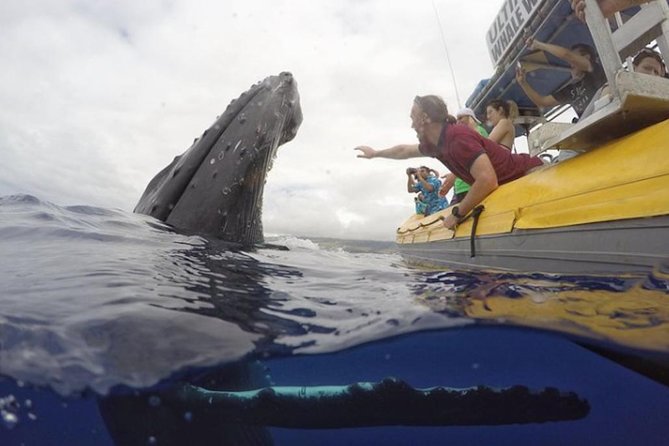 Maui: Ultimate Whale Watch from Lahaina - How much value do you get for $77?