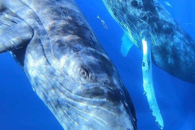 Maui: Ultimate Whale Watch from Lahaina - Practical comfort and participation details