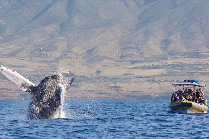Maui: Ultimate Whale Watch from Lahaina - Choosing between the 1.5-hour and 2-hour trips