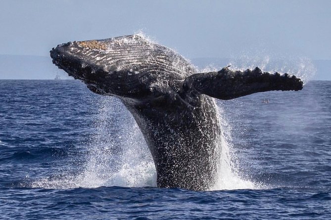 Maui: Whale Watching Cruise with Open Bar from Ka'anapali Beach - Choosing your seat on the catamaran