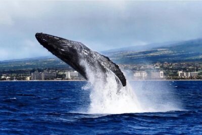 Maui: Whale Watching Cruise with Open Bar from Ka’anapali Beach