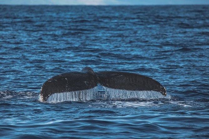 Maui: Whale Watching Cruise with Open Bar from Ka'anapali Beach - Who will enjoy this cruise most?