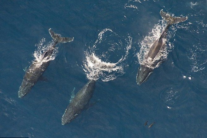 Maui Whale Watching -PRIVATE- Air Tour: (2-5 People): SEE WHALES! - Key Points to Know Before You Book