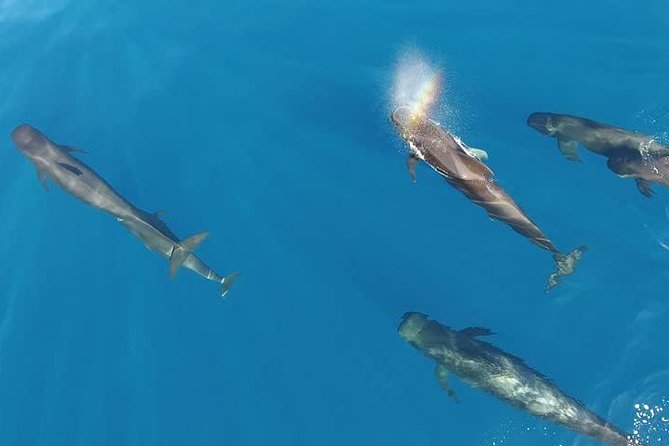 Maui Whale Watching -PRIVATE- Air Tour: (2-5 People): SEE WHALES! - Starting in Kahului and Crossing Maui’s Central Valley
