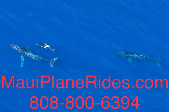 Maui Whale Watching -PRIVATE- Air Tour: (2-5 People): SEE WHALES! - Who Will Like This Flight Most?