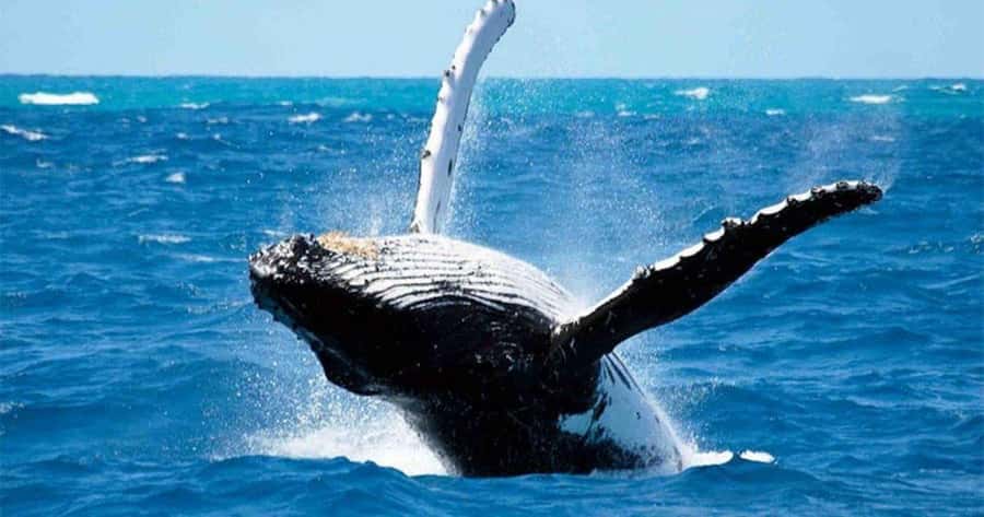 Maui: Whale Watching Tour - 1.5 hours - Key points to know before booking