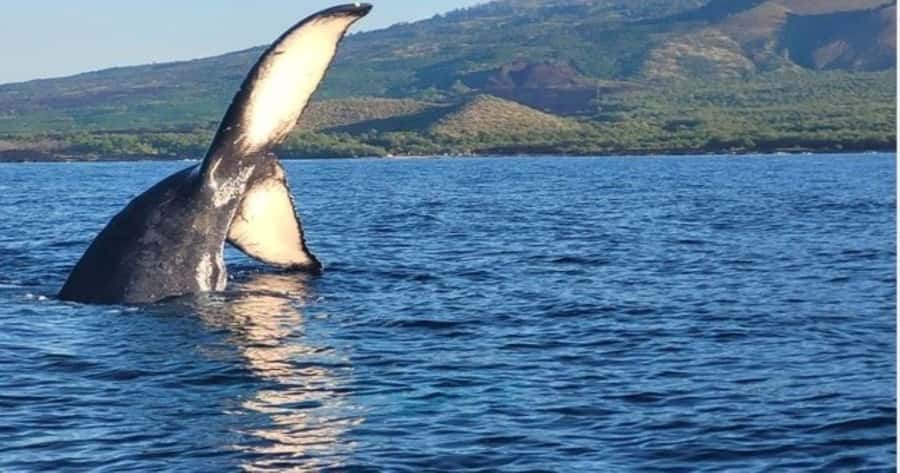 Maui: Whale Watching Tour - 1.5 hours - Why Maui’s south shore is a strong whale-watching base