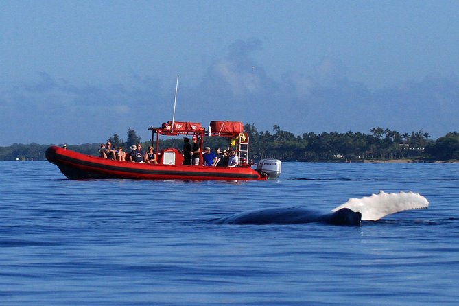 Maui Whale-Watching Tour by Raft from Kihei - Key points to know before you book