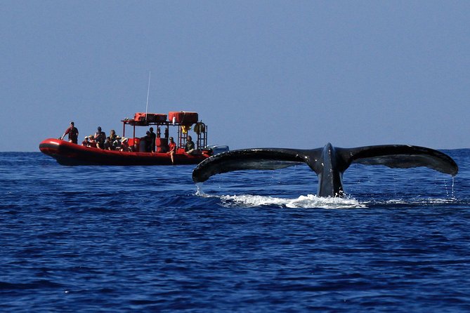 Maui Whale-Watching Tour by Raft from Kihei - Why Kihei is a smart place for a whale watch