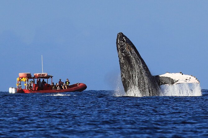 Maui Whale-Watching Tour by Raft from Kihei - Passing Wailea and Keawakapu Beach