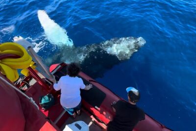 Maui Whale-Watching Tour by Raft from Kihei