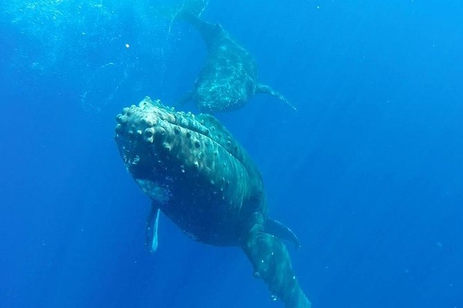 Maui Whale-Watching Tour by Raft from Kihei - Finding humpbacks in Maui’s warm waters
