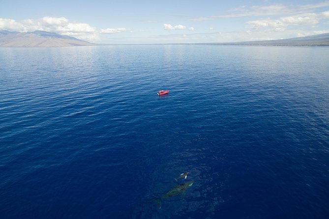 Maui Whale-Watching Tour by Raft from Kihei - The marine naturalist adds real value