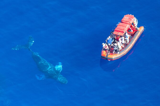 Maui Whale-Watching Tour by Raft from Kihei - Listening to whale song with the hydrophone