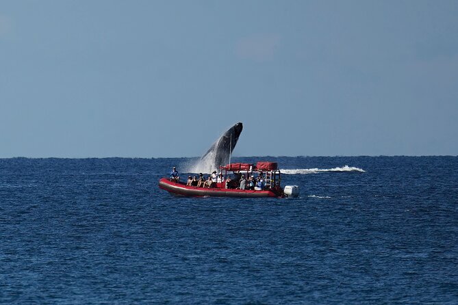 Maui Whale-Watching Tour by Raft from Kihei - Dolphins and sea turtles are possible extras
