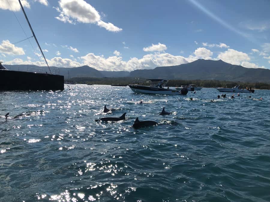 Mauritius Eco Whales Quest, 3-4 hours Expedition - Three hours in search of Mauritius whales