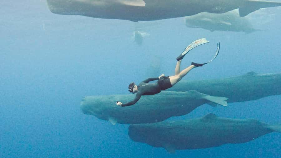 Mauritius Eco Whales Quest, 3-4 hours Expedition - The first sightings: sperm whales near the coast