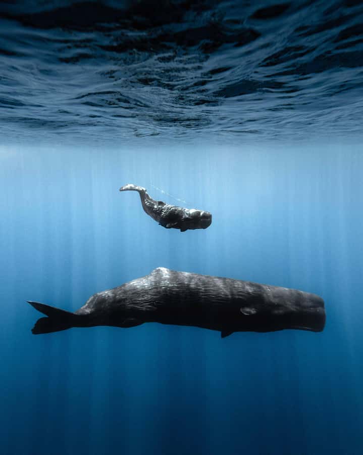Mauritius Eco Whales Quest, 3-4 hours Expedition - Who will enjoy this outing most