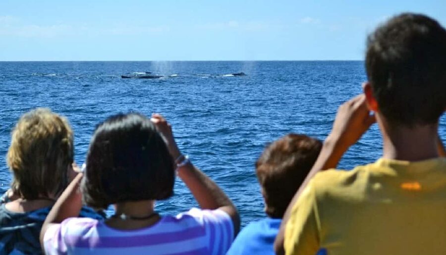 Mazatlán: Whale-Watching Boat Tour with Marine Experts - Setting out on the high-speed semi-rigid boat