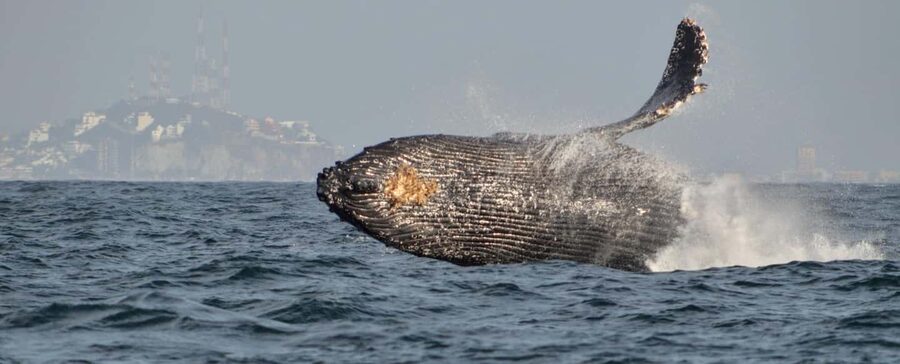 Mazatlán: Whale-Watching Boat Tour with Marine Experts - Finding humpback whales along the coast