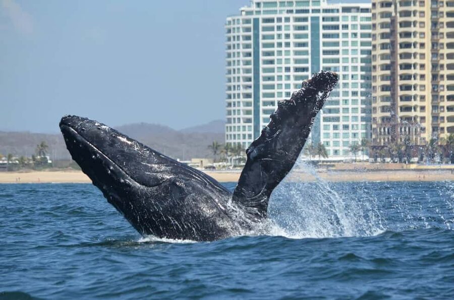 Mazatlán: Whale-Watching Boat Tour with Marine Experts - From your hotel to the Mazatlán marina
