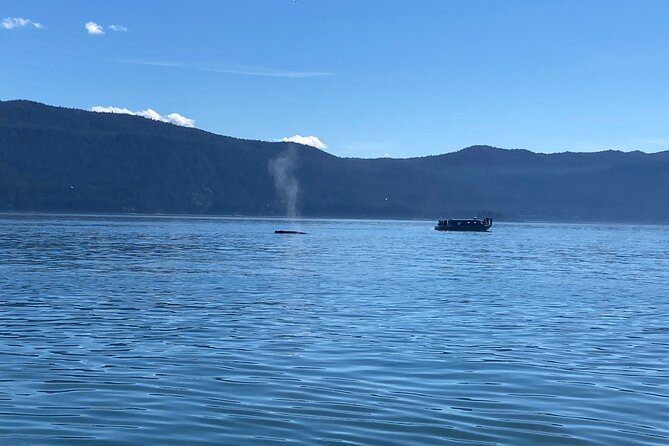Mendenhall Glacier and Whale Watching Tour - Key things to know before booking