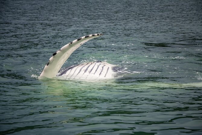 Mendenhall Glacier and Whale Watching Tour - Why this Juneau combination works