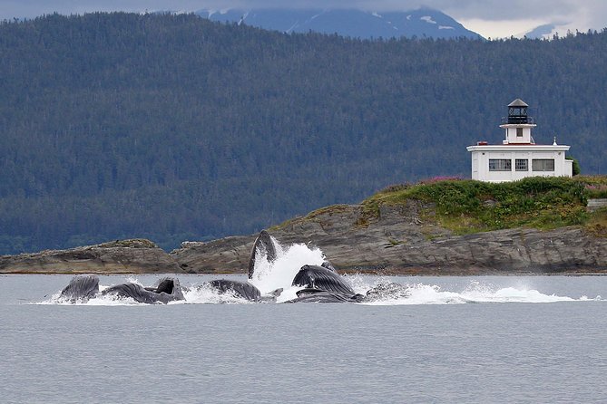 Mendenhall Glacier Visitor Center and Ultimate Whale Watch Combo - Key points to know before booking