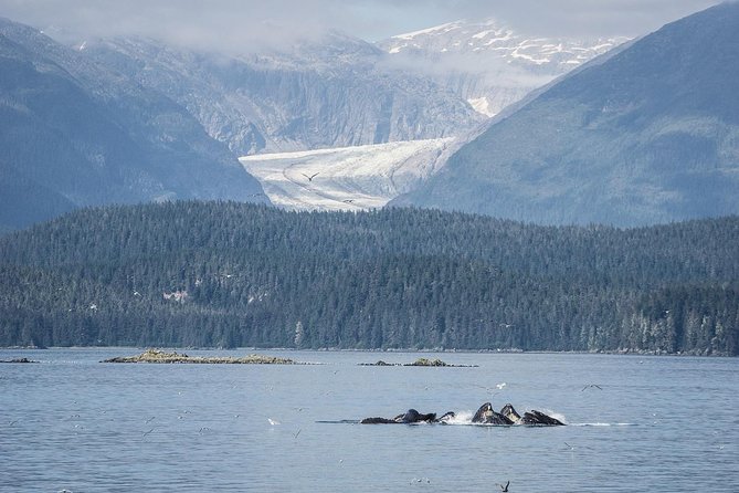 Mendenhall Glacier Visitor Center and Ultimate Whale Watch Combo - A practical Juneau double feature