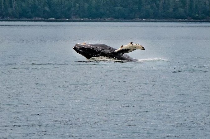 Mendenhall Glacier Waterfall and Whale Watching Tour - Auke Bay and the two-hour whale search