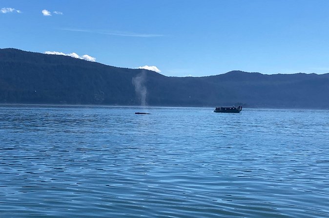 Mendenhall Glacier Waterfall and Whale Watching Tour - Timing, group size, and shore-day planning