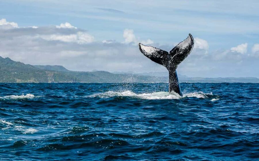 Miches: Half Day Whale Watching Catamaran Tour with Snacks - Key things to know before you book