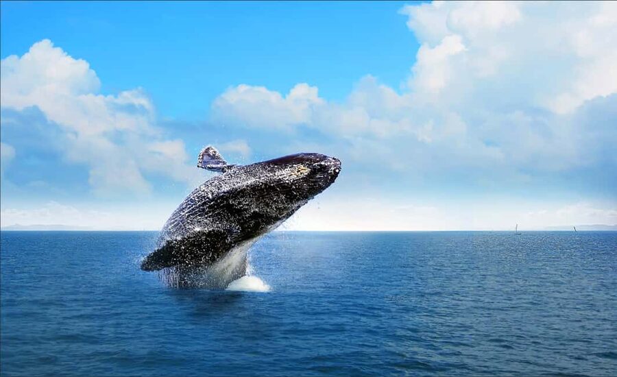 Miches: Half Day Whale Watching Catamaran Tour with Snacks - Why Miches is a smart starting point