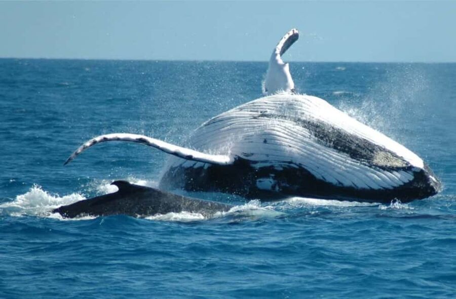Miches: Half Day Whale Watching Catamaran Tour with Snacks - Sailing into Samaná Bay